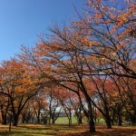 霞城公園の紅葉