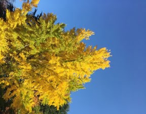 霞城公園の紅葉