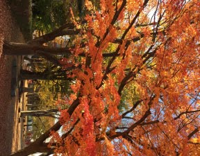 霞城公園の紅葉
