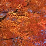 霞城公園の紅葉