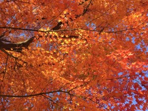 霞城公園の紅葉
