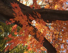 霞城公園の紅葉