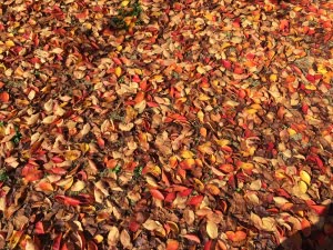 霞城公園の紅葉