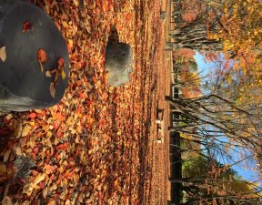 霞城公園の紅葉