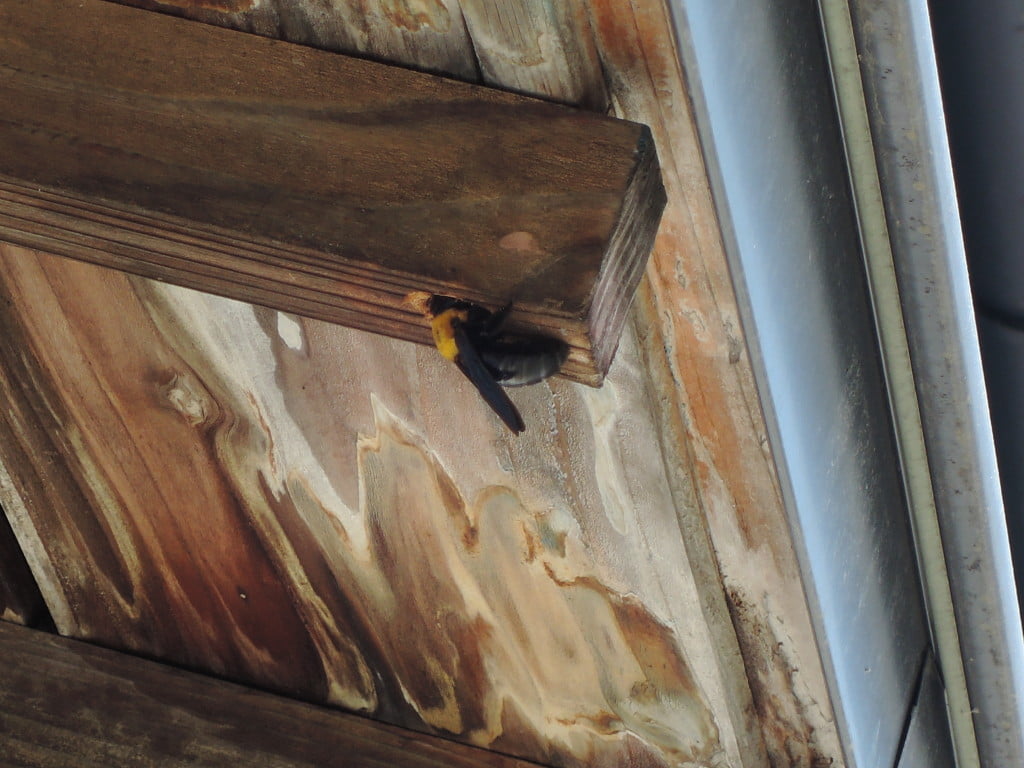 クマバチの巣穴作成中